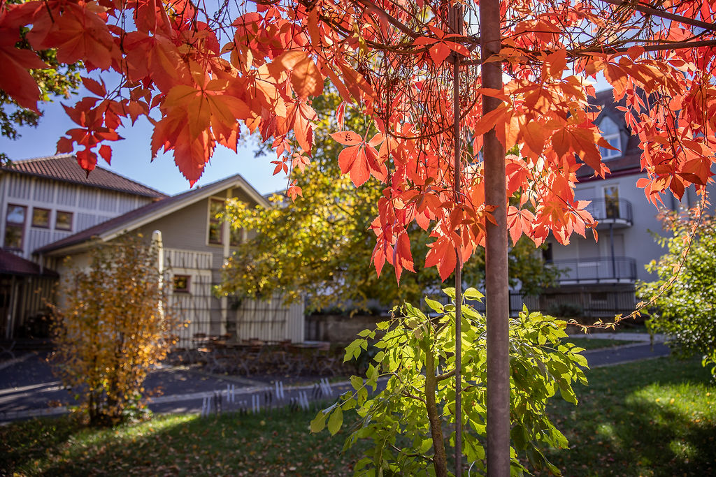 Außenanlage im Herbst, bunte Blätter im Heimathof
